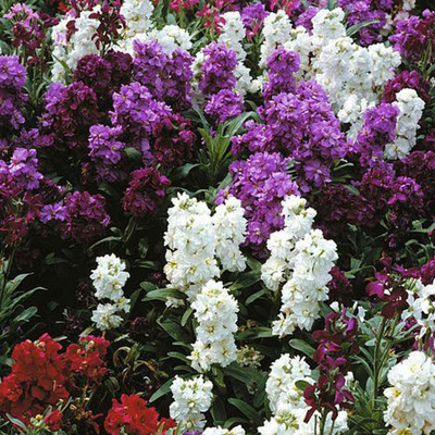 VibeX NBIR-9-Stock Seeds 'Dwarf Mixed' Matthiola incana Gillyflower Hardy Biennial Spring Summer Seed(100 per packet)