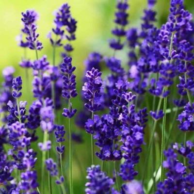 Antier LAVENDER HERB SEEDS (PACK OF 50 SEEDS X 9 PACKET Seed(450 per packet)