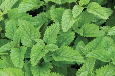 Antier LEMON BALM HERB SEEDS (PACK OF 50 SEEDS X 10 PACKET Seed(500 per packet)