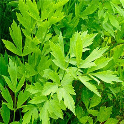 Airex LOVAGE HERB SEEDS (PACK OF 50 SEEDS X 10 PACKET Seed(500 per packet)
