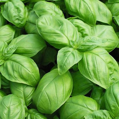 Airex BASIL GENOVESE GREEN HERB SEEDS (PACK OF 30 SEEDS X 7 PACKET Seed(210 per packet)