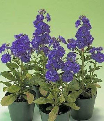 VibeX NBIR-33-Seeds of Dark Blue Ten Week Dwarf Stocks IP105 (Matthiola Icana) Seed(30 per packet)