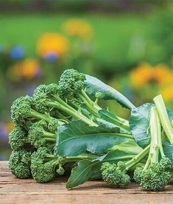 sporos BROCCOLI Seed(20 per packet)