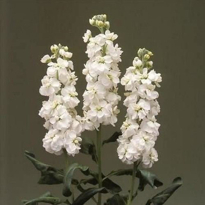 CYBEXIS F1 Hybrid Stock White Flower Seeds Seed(1 g)