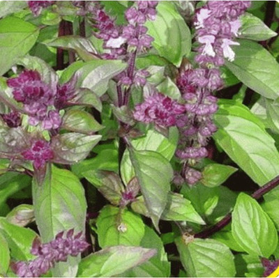 Airex CINNAMON BASIL HERB SEEDS (PACK OF 30 SEEDS X 4 PACKET Seed(120 per packet)