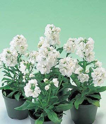 VibeX ICRA-2-Seeds of White Ten Week Dwarf Stocks IP103 (Matthiola Icana) Seed(10 per packet)
