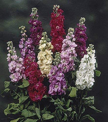 VibeX NBIR-96-Stock Mix Flower Seeds Seed(30 per packet)