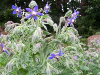 Airex BORAGE HERB SEEDS (PACK OF 30 SEEDS X 3 PACKET Seed(90 per packet)