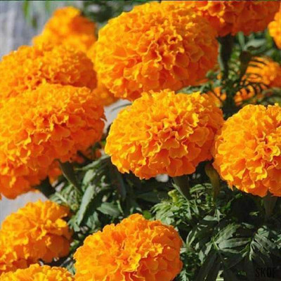 VibeX Marigold Seed(50 per packet)
