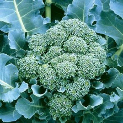 Sjeme Centennial broccoli seed Seed(85 per packet)