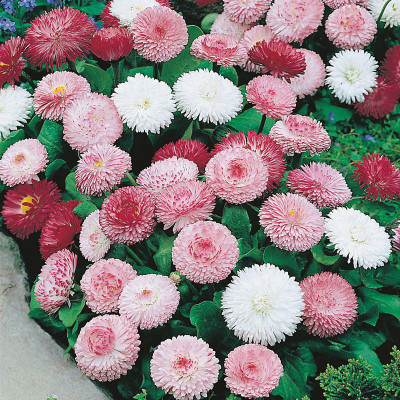 XOLDA Exotic Daisy Mixed Flower Seed(60 per packet)