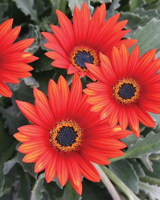 CYBEXIS Flower Seeds For Winter Daisy Red Mixed Seed(50 per packet)