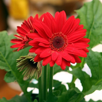 Paudha Daisy Red Seed(26 per packet)