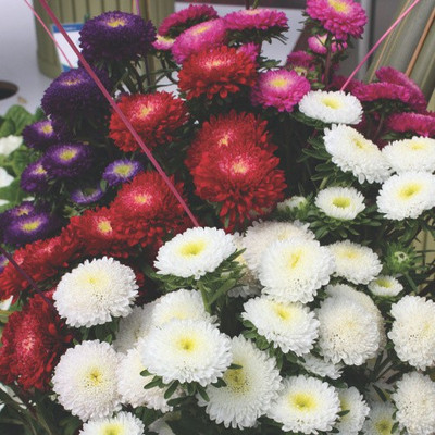 Paudha Aster Mix Seed(46 per packet)