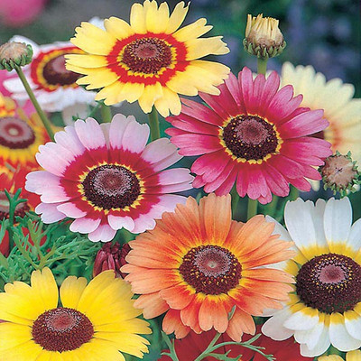 XOLDA Chrysanthamum Mix/Chamanti Seed(43 per packet)