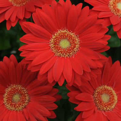 Paudha Daisy Red Seed(41 per packet)