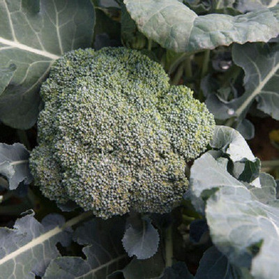 Sjeme Arcadia broccoli seed Seed(100 per packet)