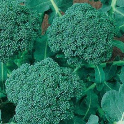 Sjeme Blue Wonder broccoli seed Seed(130 per packet)