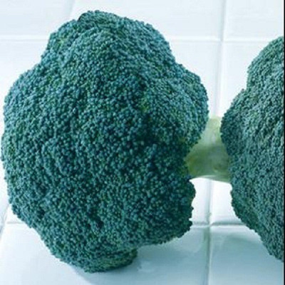 Sjeme Destiny broccoli seed Seed(15 per packet)