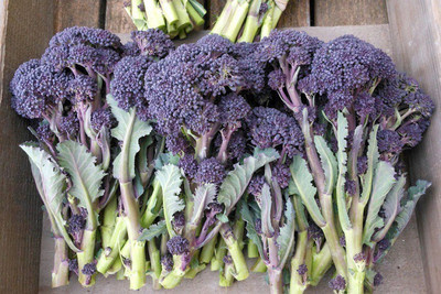 Sjeme Red Fire broccoli seed Seed(70 per packet)