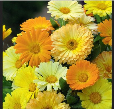 XOLDA Calendula Mix Seed(30 per packet)