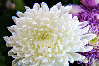XOLDA Chrysanthamum White/Chamanti Seed(33 per packet)