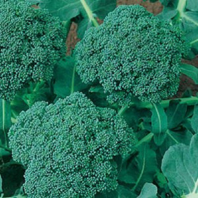 Sjeme Blue Wonder broccoli seed Seed(10 per packet)