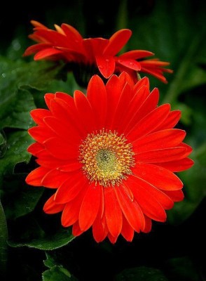 XOLDA Exotic Daisy Red Flower Seed(61 per packet)