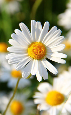 modernseed Daisy White Seed(15 per packet)