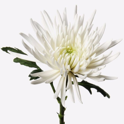 XOLDA Chrysanthamum White/Chamanti Seed(50 per packet)