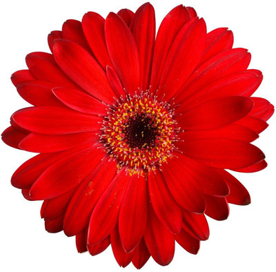 Paudha Daisy Red Seed(26 per packet)