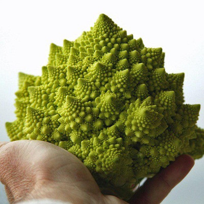 Sjeme Orbit broccoli seed Seed(190 per packet)