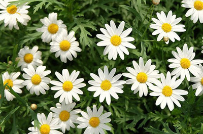 XOLDA Daisy White Seed(19 per packet)