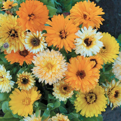 GROWN Calendula Mix Fragrant Flowering Seed For Terris Gardening - 70 Seed(70 per packet)