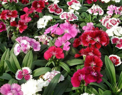 CYBEXIS DIANTHUS DOUBLE MIXED SEEDS400 Seeds Seed(400 per packet)