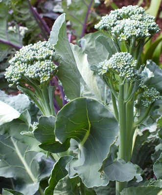 Sjeme Aspabroc Baby broccoli seed Seed(15 per packet)