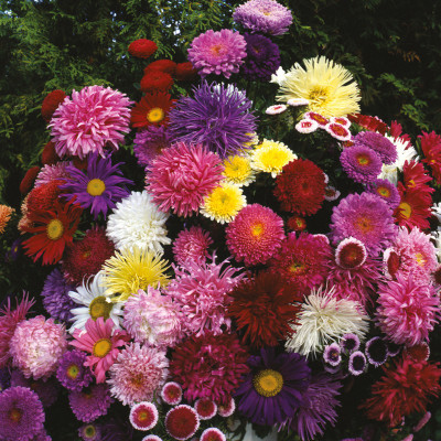 Paudha Aster Mix Seed(36 per packet)