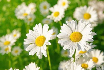 Paudha Daisy White Seed(41 per packet)