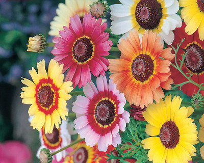 XOLDA Chrysanthamum Mix/Chamanti Seed(23 per packet)