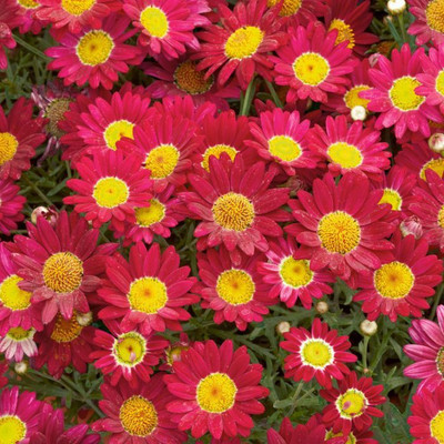 Paudha Daisy Red Seed(41 per packet)