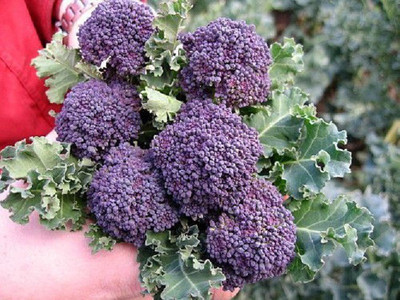Sjeme Santee broccoli seed Seed(20 per packet)
