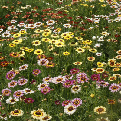 XOLDA Chrysanthamum Mix/Chamanti Seed(40 per packet)