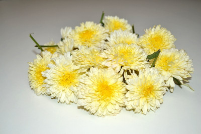 XOLDA Chrysanthamum White/Chamanti Seed(28 per packet)