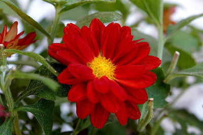Paudha Daisy Red Seed(41 per packet)