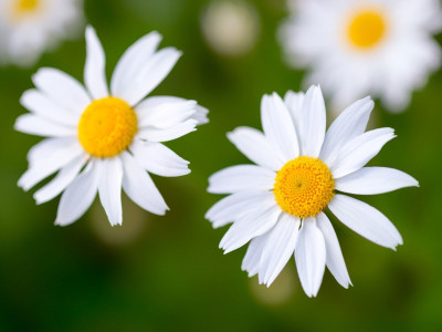 Paudha Daisy White Seed(11 per packet)