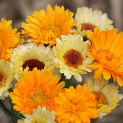 Paudha Calendula Mix Seed(26 per packet)
