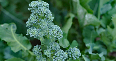 Sjeme Broccolini Plants broccoli seed Seed(10 per packet)