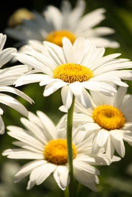 Paudha Daisy White Seed(20 per packet)