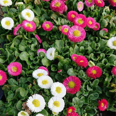 XOLDA Daisy Mix Seed(28 per packet)