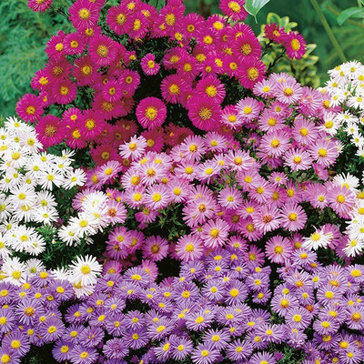 ME Traders Daisy Mix Seed(28 per packet)